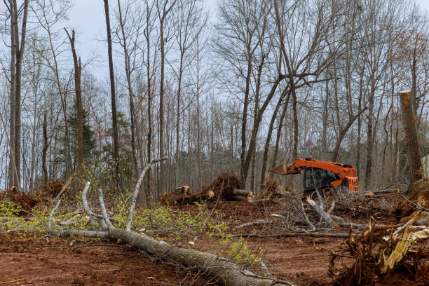 How Our Tree Care Process Works  in  Bayport, MN