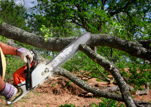 Trusted Bayport, MN Tree Services Experts